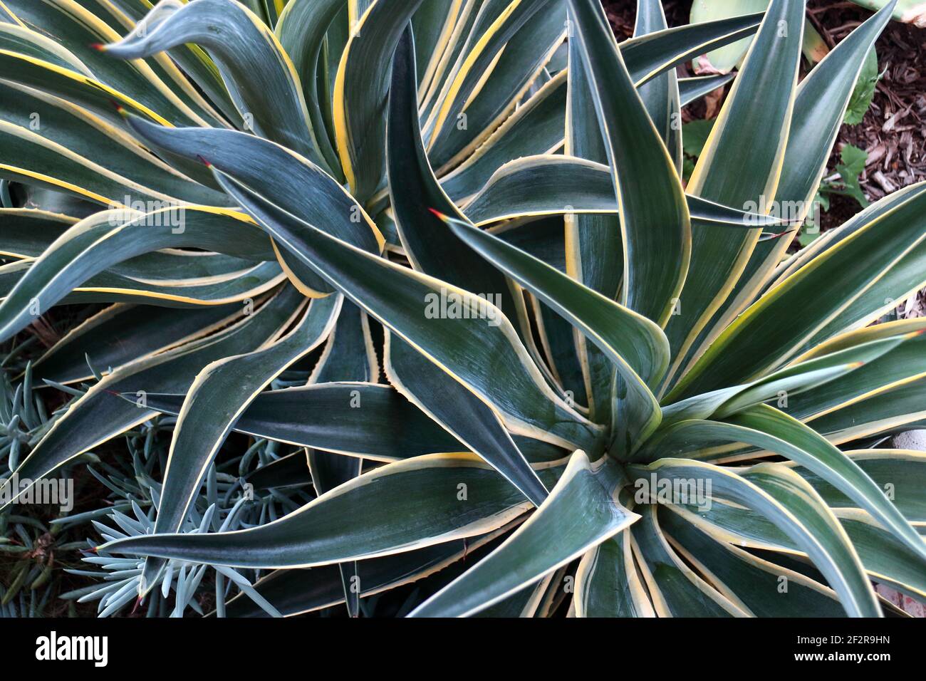 Nahaufnahme einer mexikanischen Agave Desmettiana oder El Miradores Gold  mit glnzend gebogenen Blttern und goldgelben Rndern Stockfotografie -  Alamy