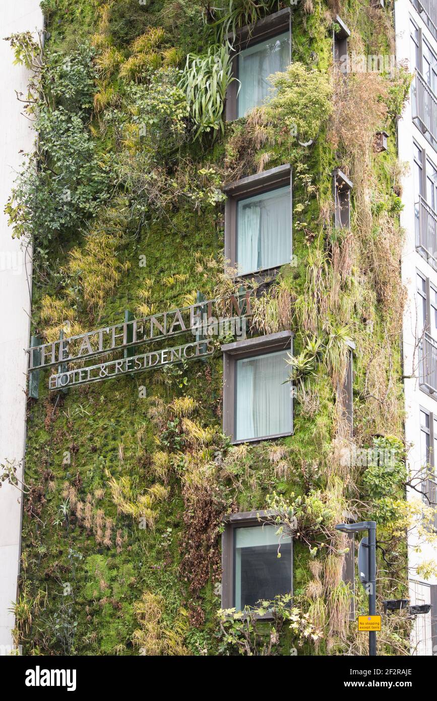 Living Green Wall Vertical Garden Das Athenaeum Hotel & Residences 116 Piccadilly Vertical Garden von Kinnersley Kent Design Patrick Blanc Stockfoto