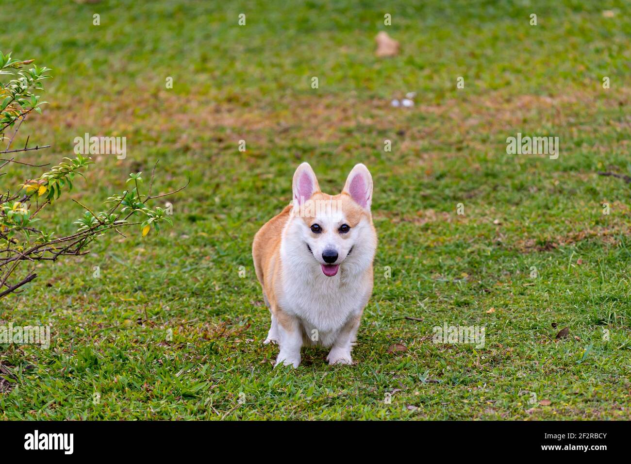 Niedlicher Pembrokeshire Welsh Corgi Hund, der auf dem Rasen steht Stockfoto