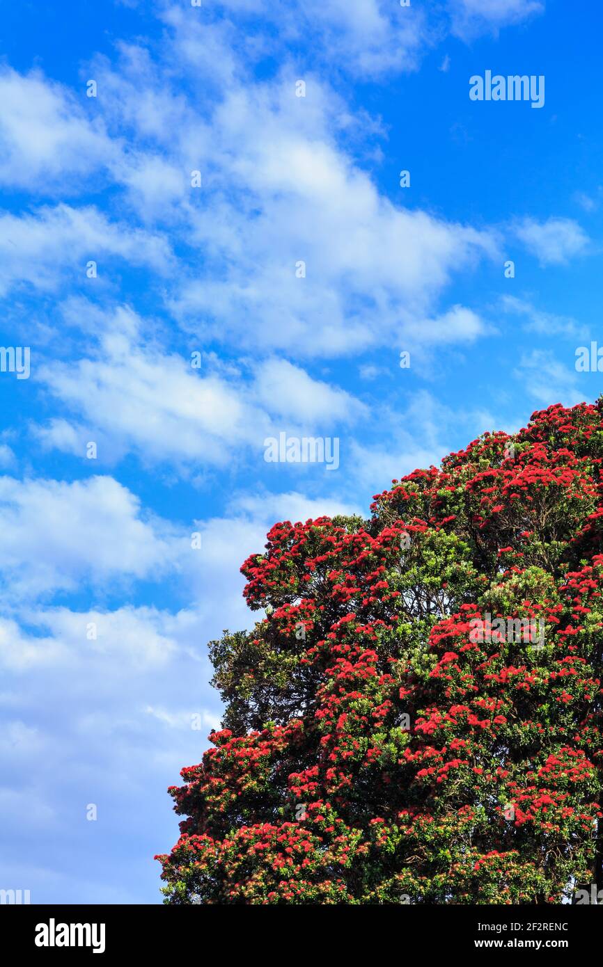 Ein neuseeländischer Pohutukawa Baum, der mit roten Sommerblumen bedeckt ist Stockfoto