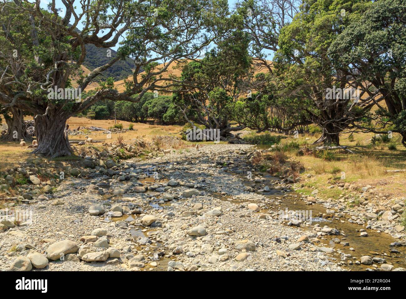 Ein fast trockener Bach auf einer Schaffarm während einer Sommertrockenheit auf der Coromandel Peninsula, Neuseeland Stockfoto