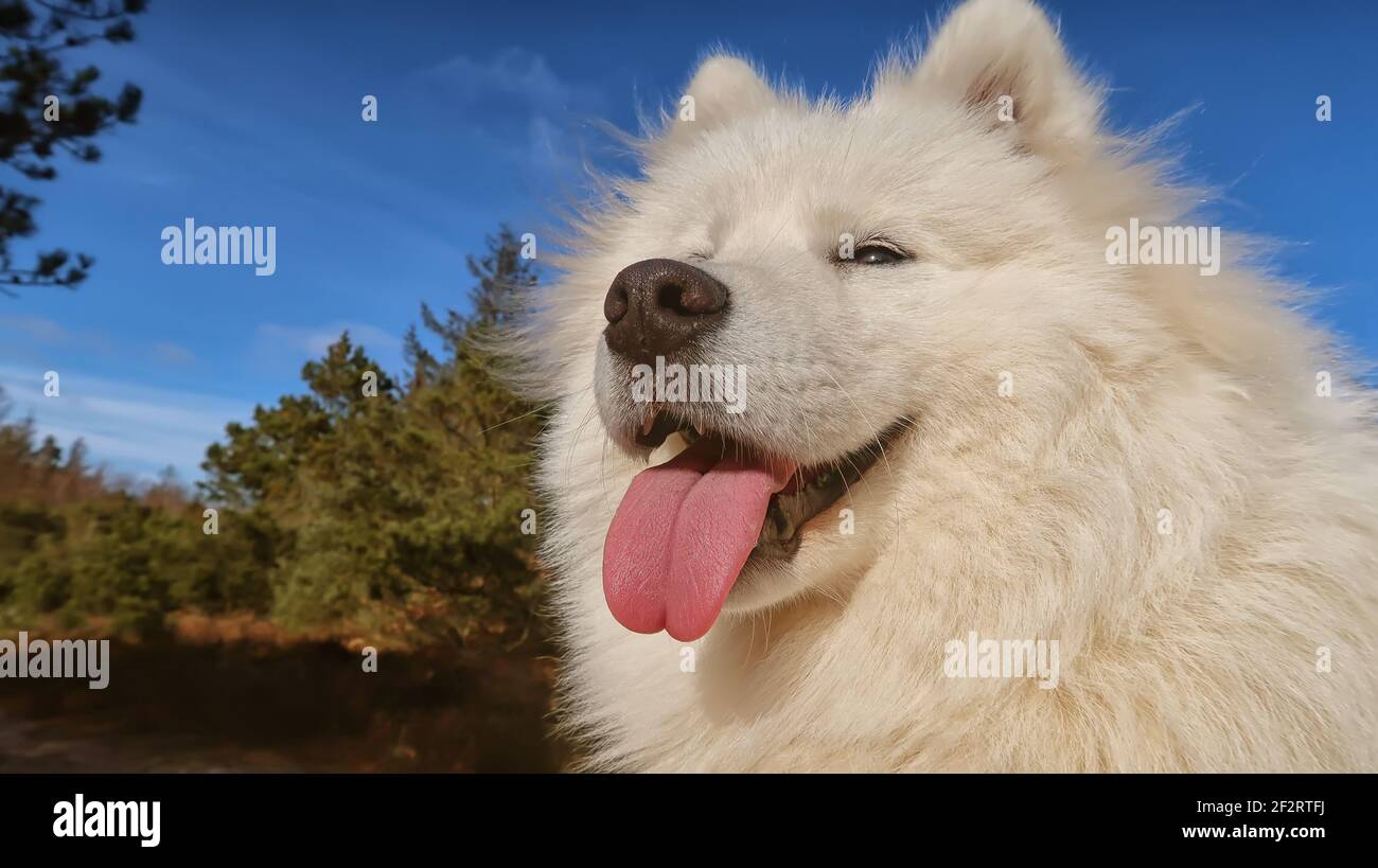 samoyed Hund sitzt im Wald Stockfoto