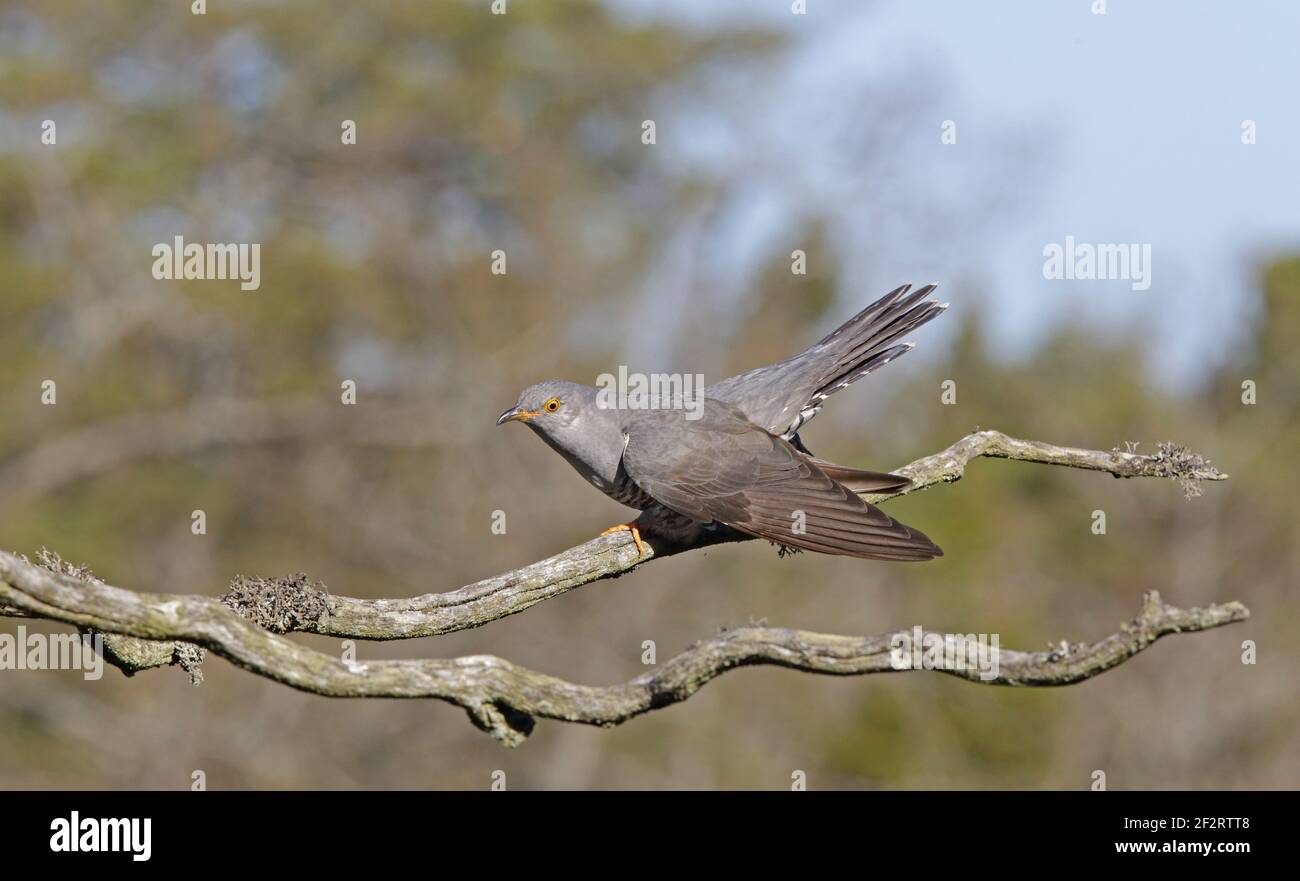 Gewöhnlicher Kuckuck, Männchen zeigt auf trockenem Ast mit angehobener Rute Stockfoto