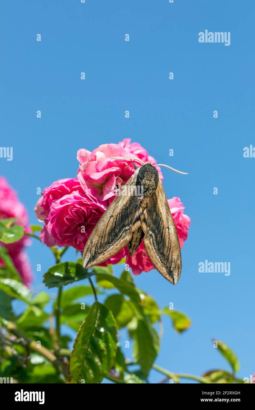 Privet Hawk-Moth; Sphinx ligustri; On Rose; Großbritannien Stockfoto