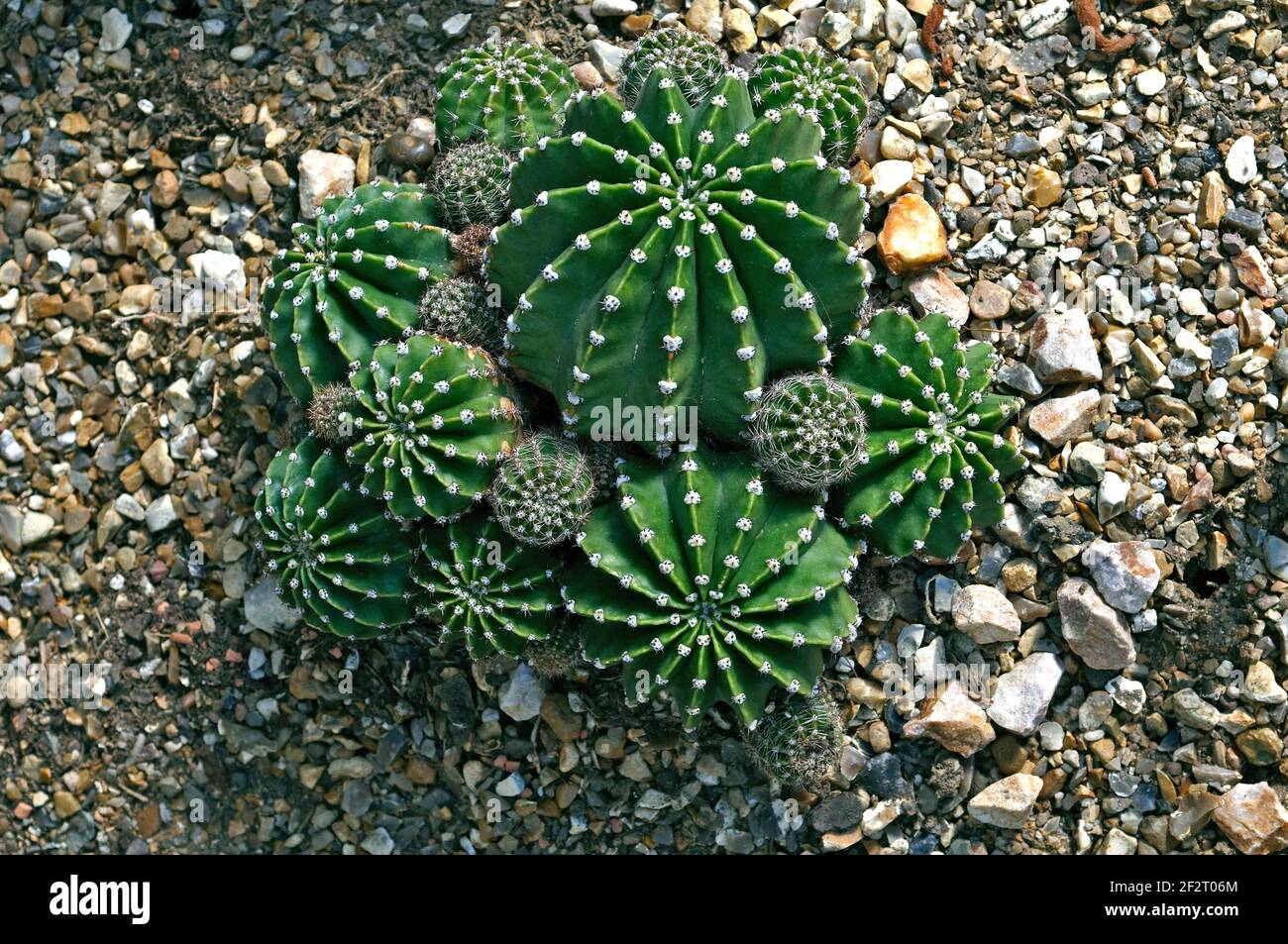 Ausstellung von Kaktus Echinopsis oxygona in einem trockenen Garten Stockfoto