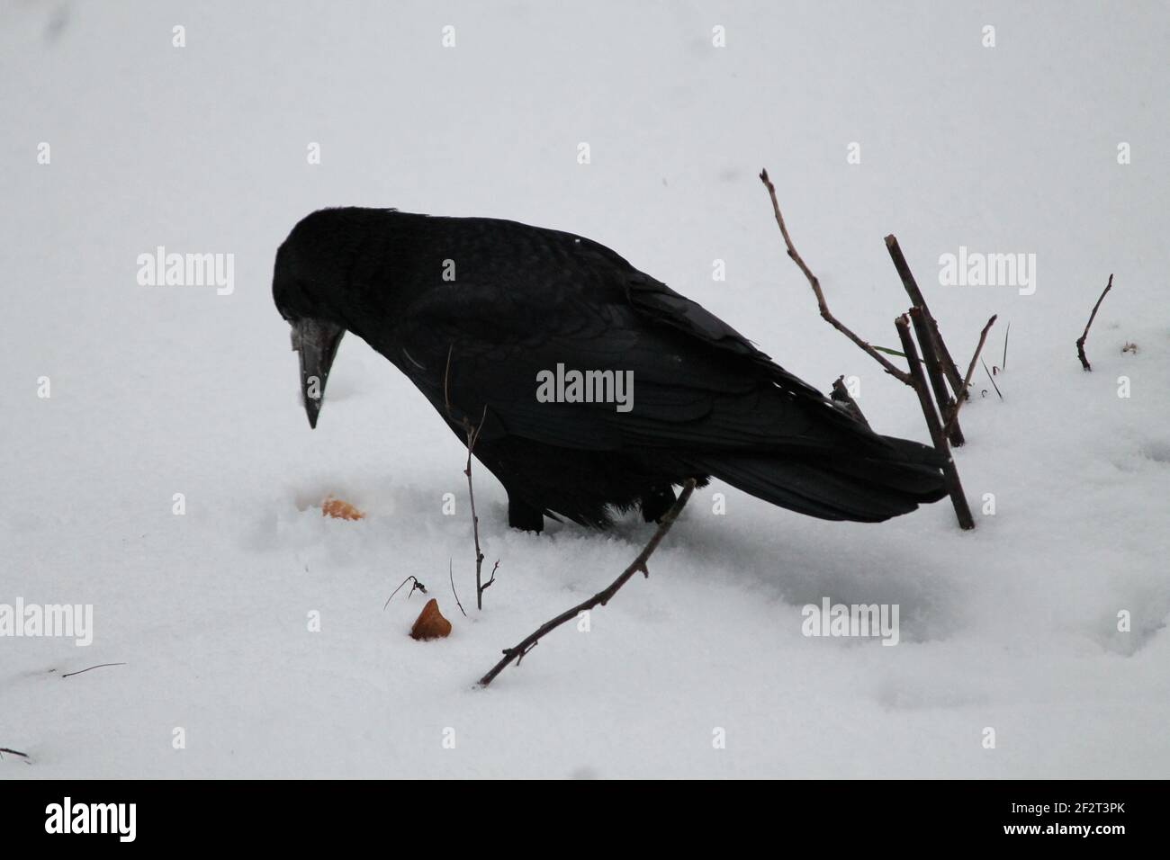 Schwarze große Rabe spielen auf Schnee im Winter kalten Tag Stockfoto