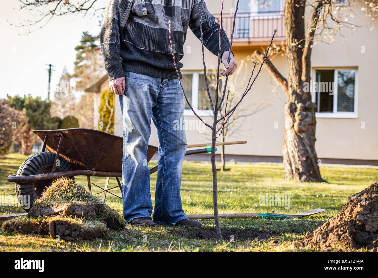 Alter Gärtner, der Obstbaum im Hinterhof pflanzt. Gartenarbeit im Frühling Stockfoto