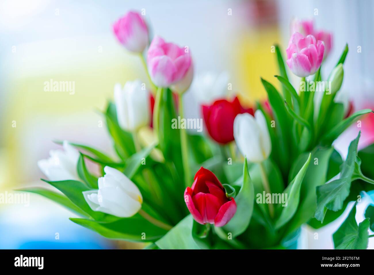 Ein Bouquet von bunten Tulpen Stockfoto