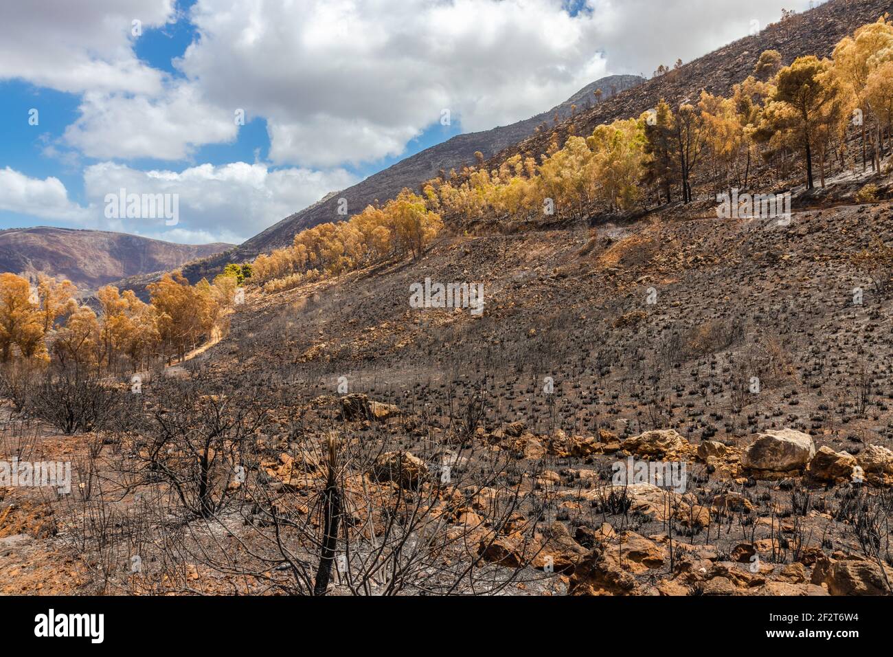 Verbrannte Büsche und Bäume nach dem Brand auf der Insel Sizilien, Italien Stockfoto