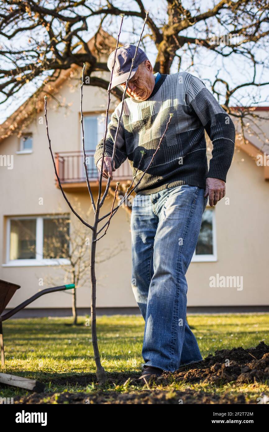 Aktiver älterer Mann, der Obstbaum im Hinterhof pflanzt. Gartenarbeit im Frühjahr. Alter Mann, der in seinem Garten arbeitet Stockfoto