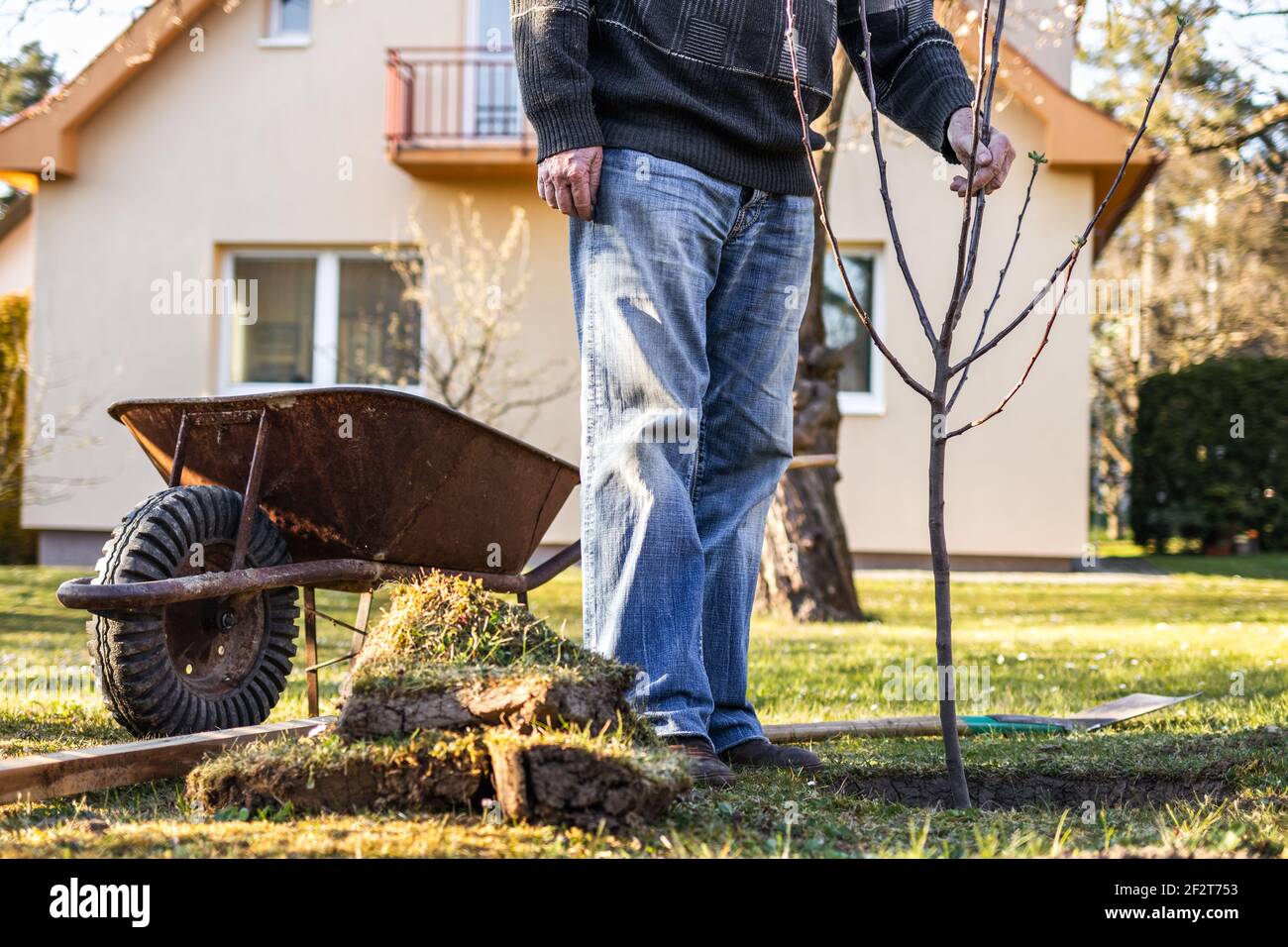 Gärtner Pflanzen Baum. Älterer Mann, der in seinem Hinterhof arbeitet. Gartenarbeit im Frühjahr Stockfoto