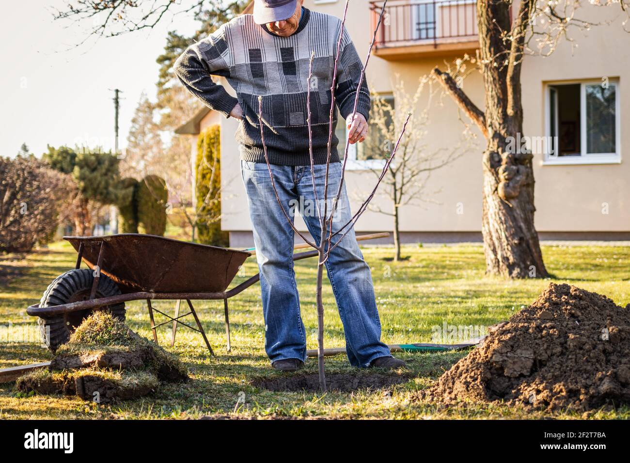 Pflanzen von Bäumen im Garten. Senior Mann Garten im Frühjahr. Alter Gärtner, der seinen Hinterhof bewirtschaftet Stockfoto
