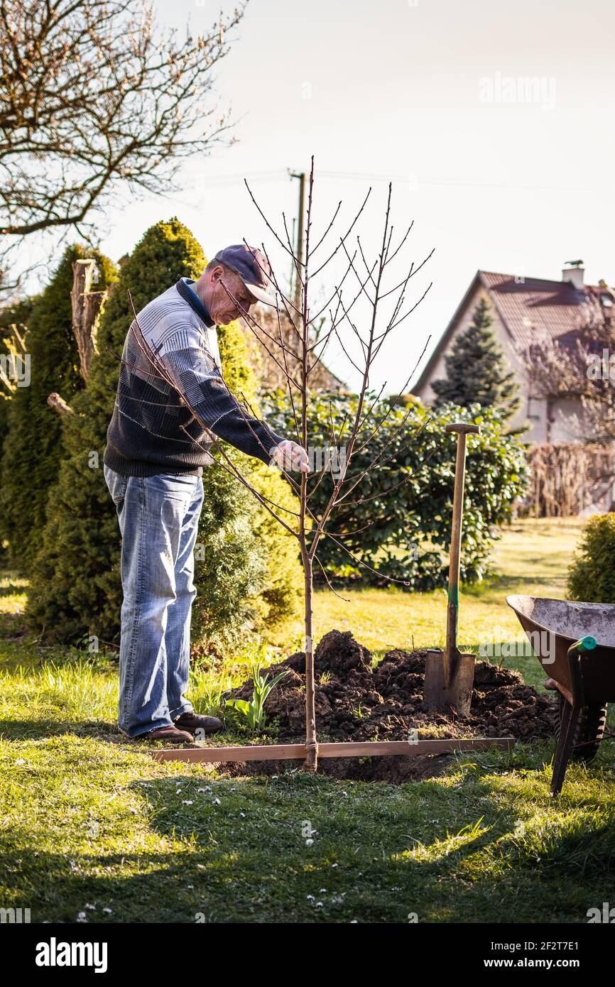 Senior Mann Pflanzen Obstbaum im Garten. Arbeiten und Gärtnern im Frühling. Gepflegter Hinterhof Stockfoto