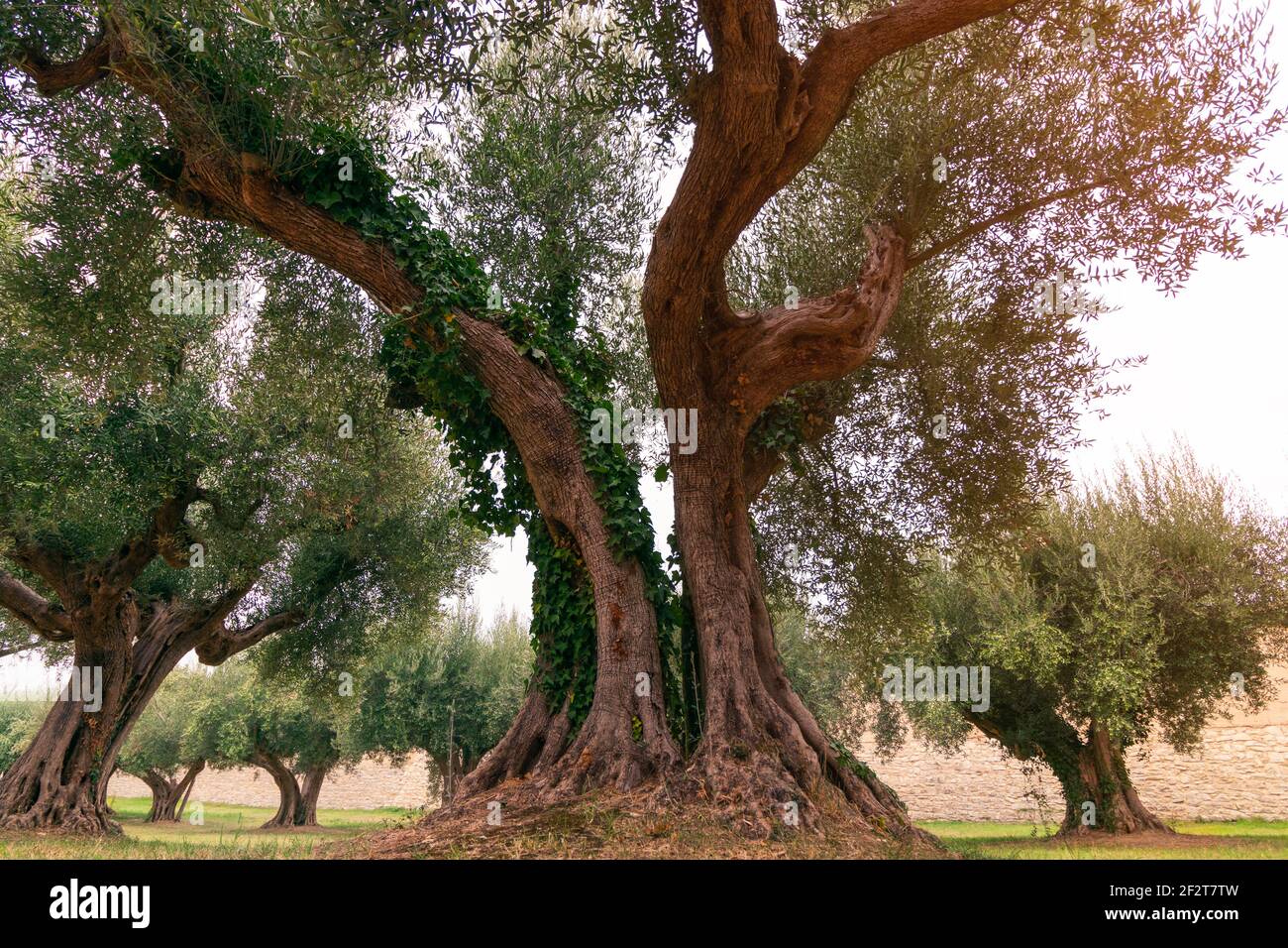 Alter Olivenbaum in einem kleinen Olivenhain in Umbrien, Italien Stockfoto