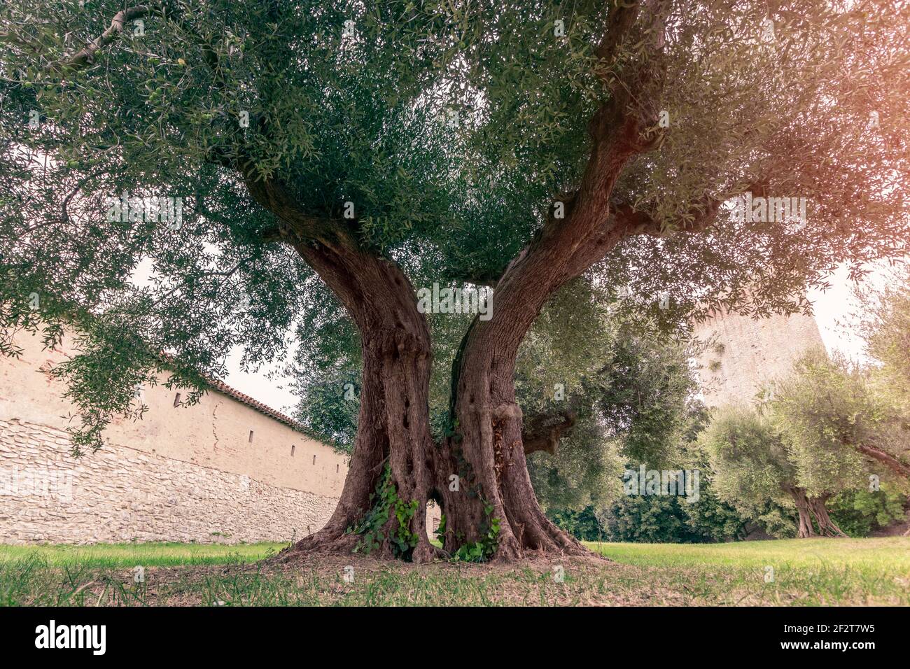 Alter Olivenbaum in einem kleinen Olivenhain in der Nähe der alten Burg in Umbrien, Italien Stockfoto