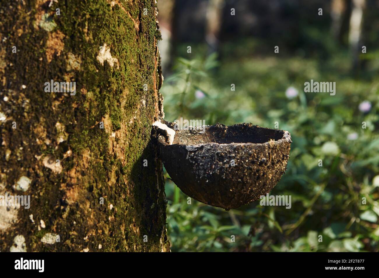 Sammeln von Naturlatex aus Kautschukbaum im Plantagenwald. Landwirtschaft in Sri Lanka. Stockfoto