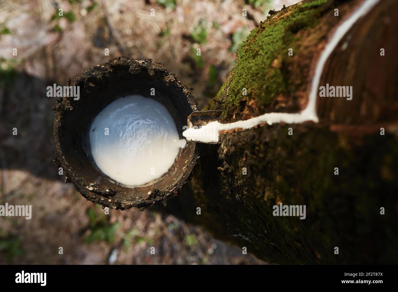 Sammeln von Naturlatex aus Kautschukbaum im Plantagenwald. Landwirtschaft in Sri Lanka. Stockfoto