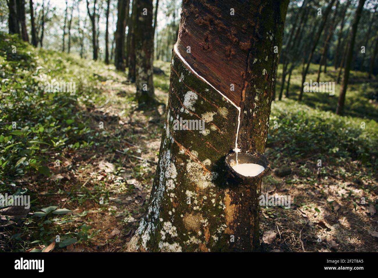 Sammeln von Naturlatex aus Kautschukbaum im Plantagenwald. Landwirtschaft in Sri Lanka. Stockfoto
