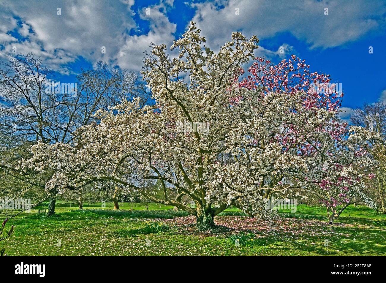 Eine Frühlingsansicht eines Magnolia 'Kewensis' Baumes in einem Parklandgarten Stockfoto