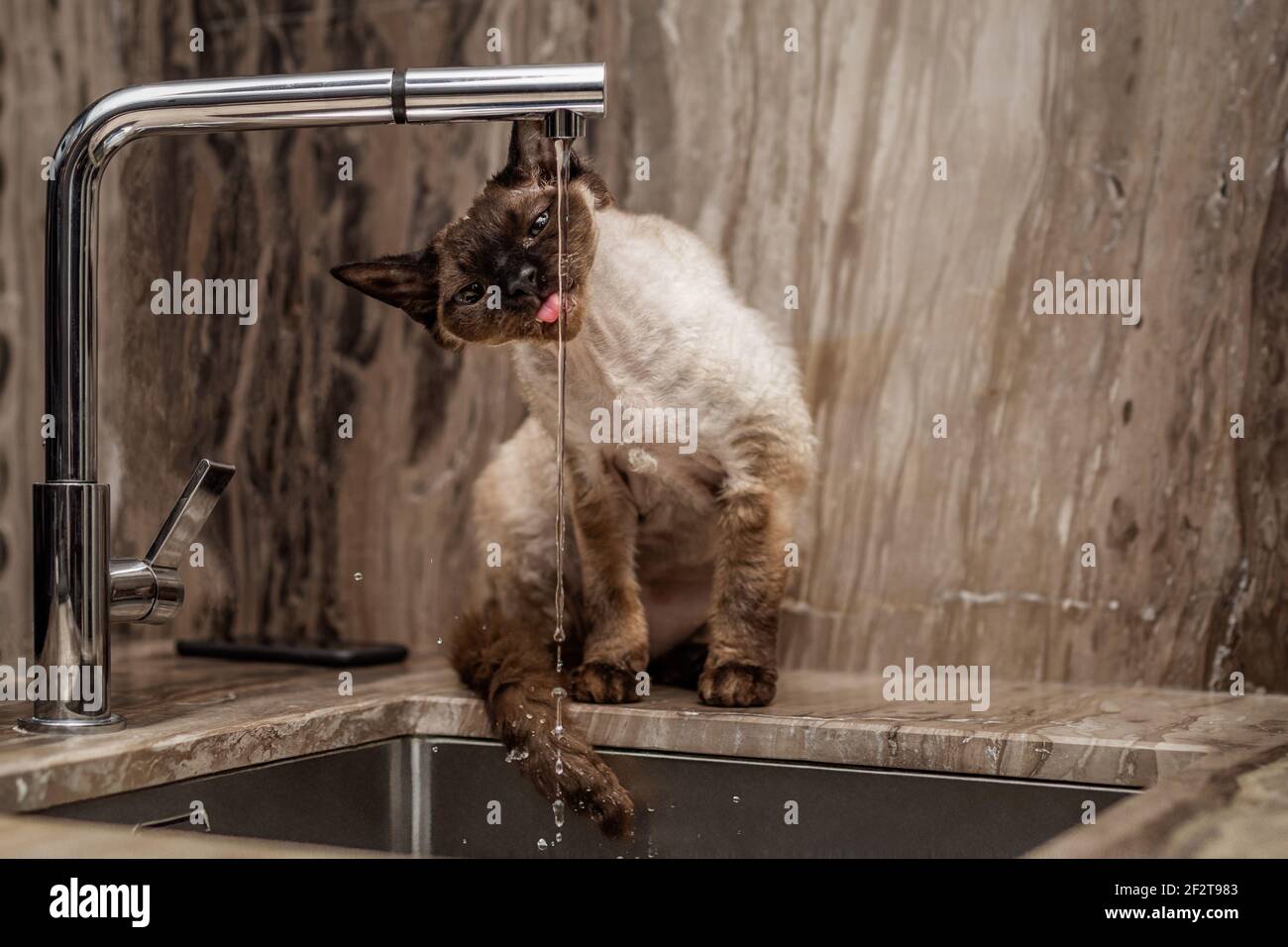 Devon Rex Katze (Blu-Punkt-Typ) Trinkwasser aus einem Wasserhahn in der Küche mit schönem Marmor dekoriert. Stockfoto