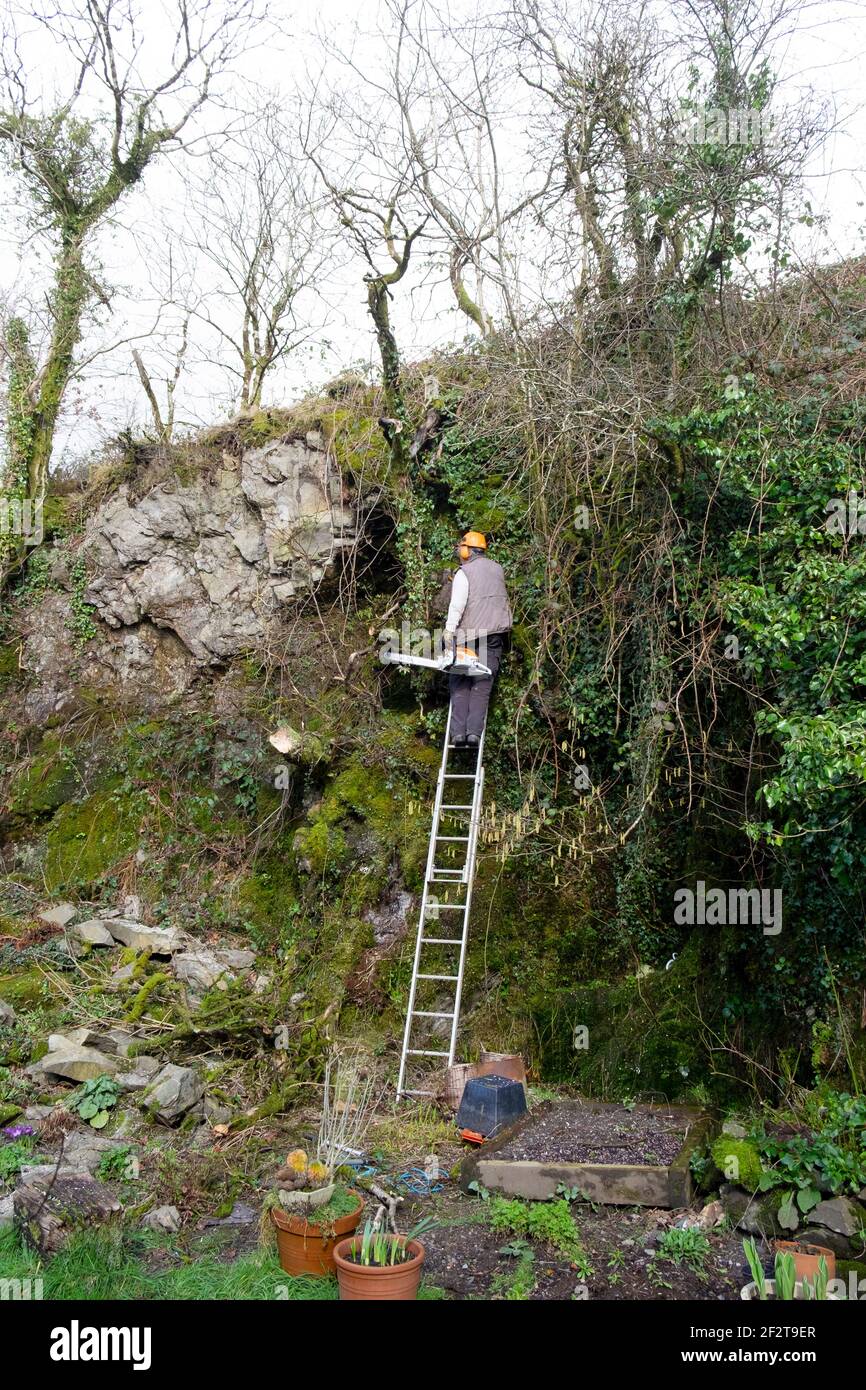 Mann mit Hardhut auf Leiter, der sich an einen felsigen Abgrund lehnt Wand im Garten mit Kettensäge schneiden Bäume & Äste in Spring Wales UK KATHY DEWITT Stockfoto