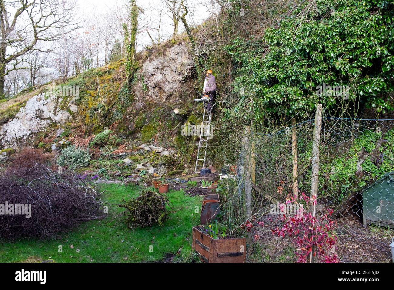 Mann mit Hardhut auf Leiter, der sich an einen felsigen Abgrund lehnt Wand im Garten mit Kettensäge schneiden Bäume & Äste in Spring Wales UK KATHY DEWITT Stockfoto
