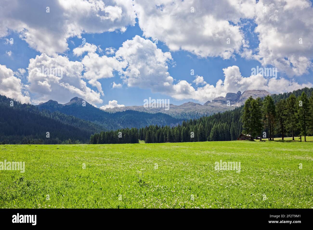 Schöne Aussicht auf eine blühende Almwiese in den italienischen Dolomiten. Italienische Alpen, Südtirol. Stockfoto