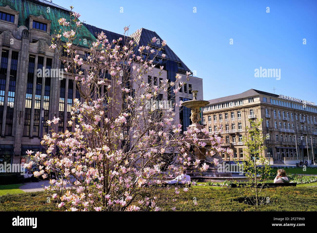 Frühling in der Düsseldorfer Innenstadt: Kirschblütenbaum am Corneliusplatz mit Corneliusbrunnen, Kaufhof und Steigenberger Parkhotel im Hintergrund. Stockfoto