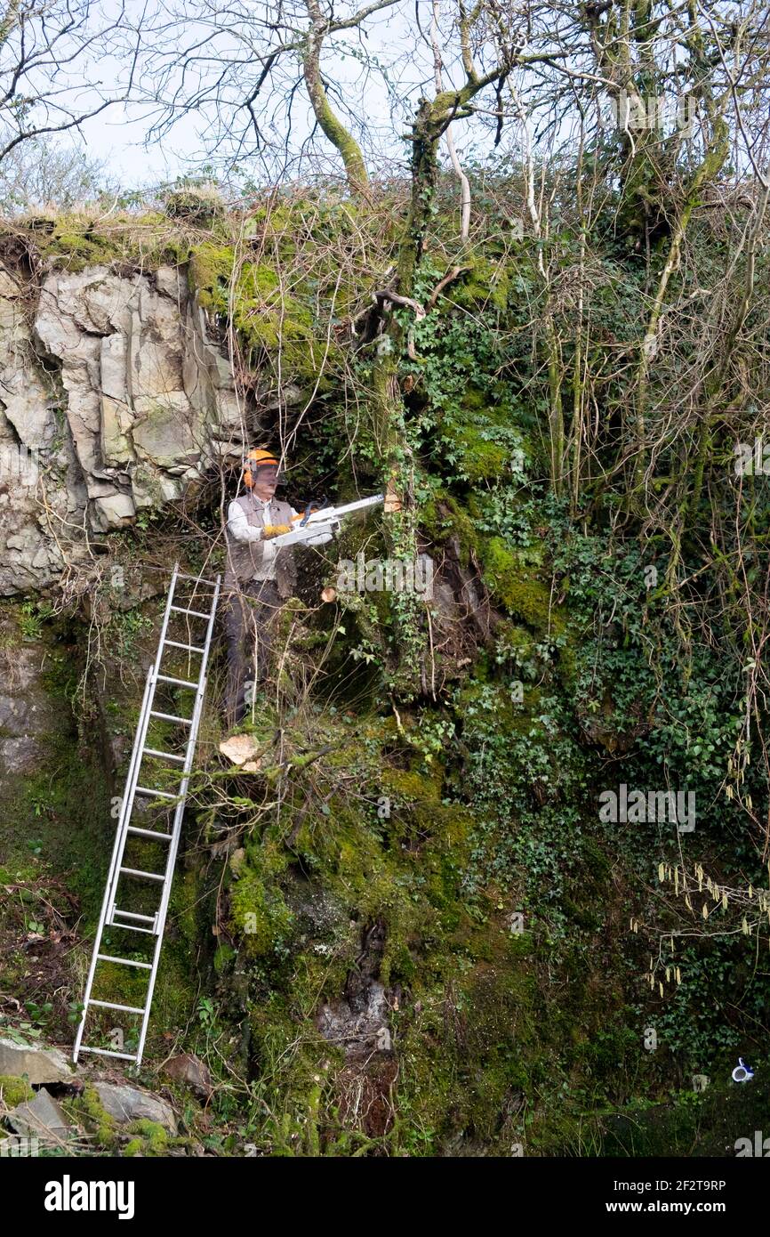 Mann mit Hardhut auf Leiter, der sich an einen felsigen Abgrund lehnt Wand im Garten mit Kettensäge schneiden Bäume & Äste in Spring Wales UK KATHY DEWITT Stockfoto