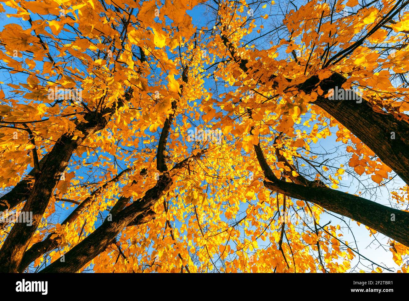 Herbstbaum mit hellgelben Blättern gegen den blauen Himmel. Herbstmuster Stockfoto