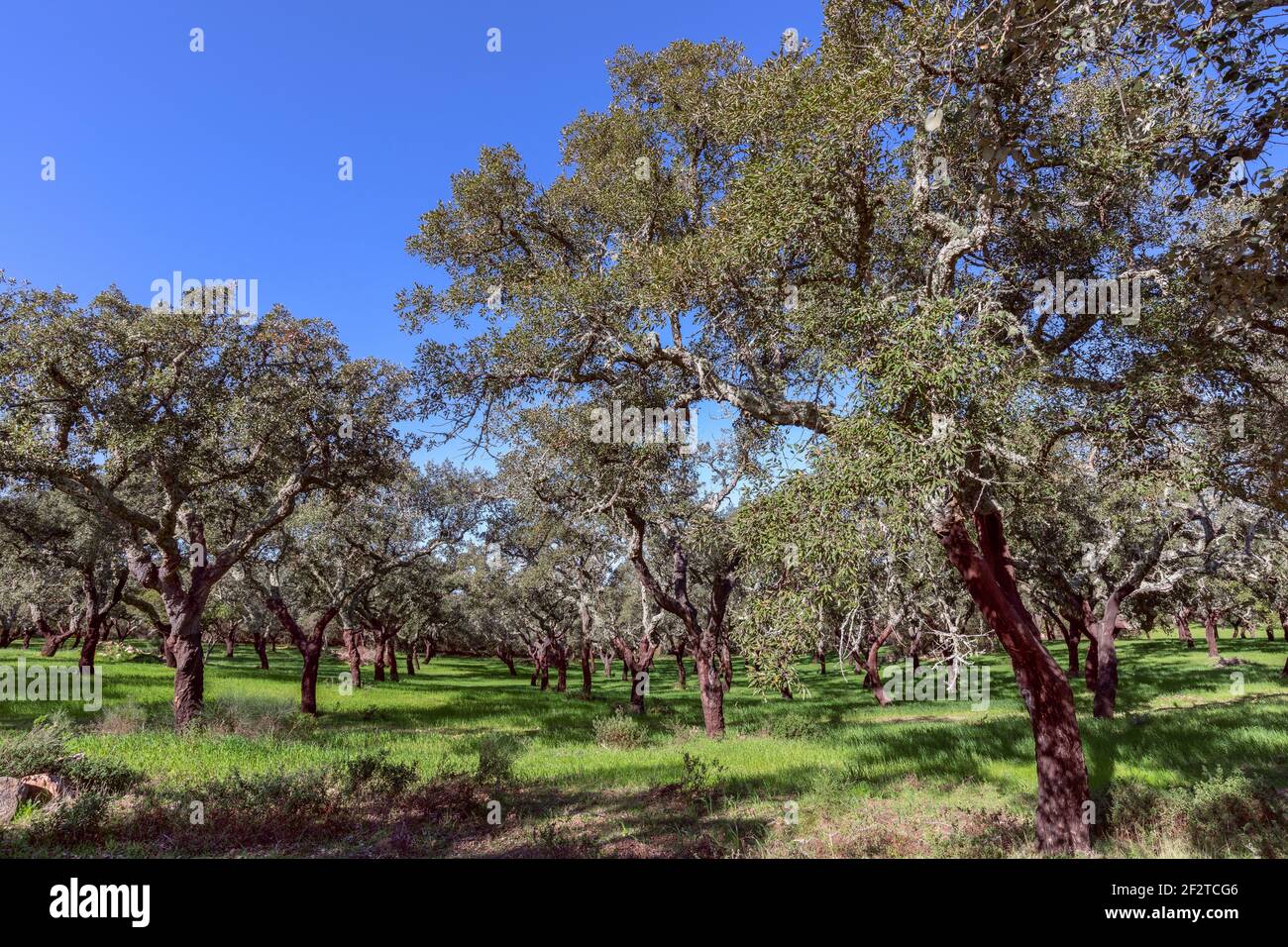 Portugiesischer Korkeichen-Hain (Quercus suber) Alentejo, Portugal Stockfoto