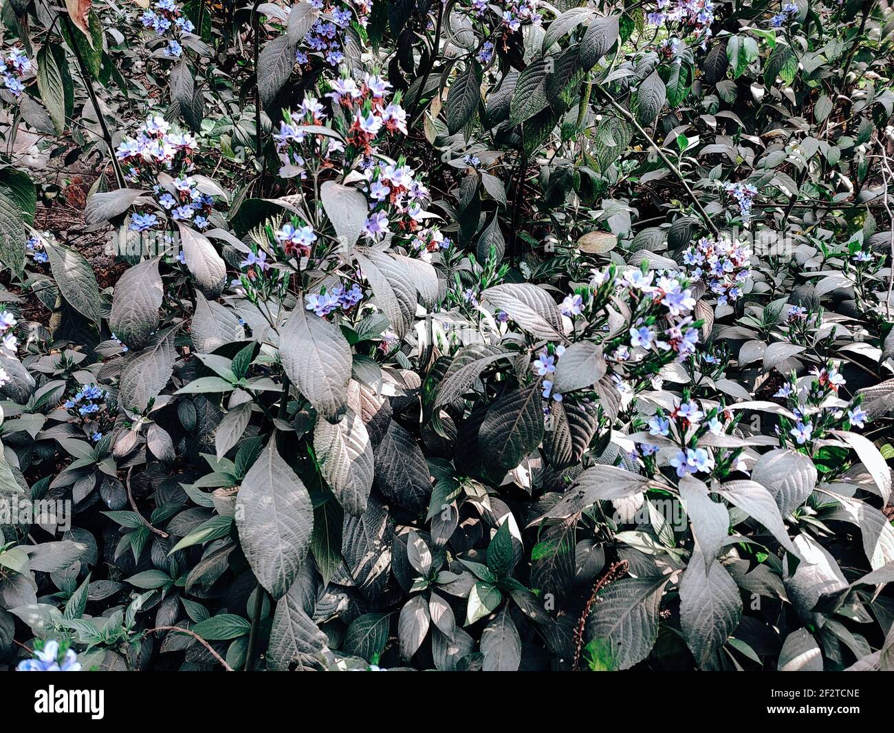 Wunderschöne blaue Eranthemum blüht unter dem Sonnenlicht Stockfoto