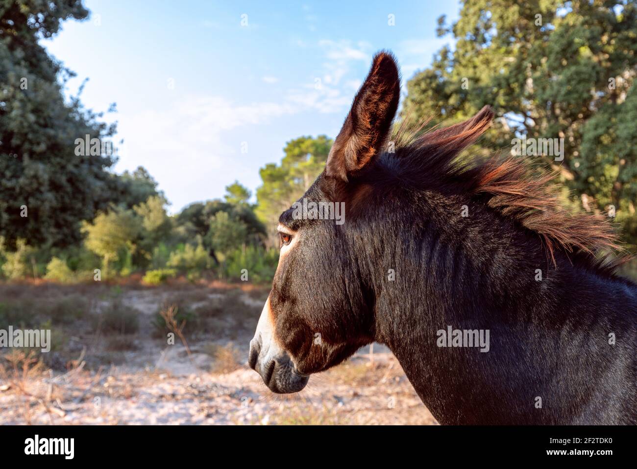 Portrait eines niedlichen jungen Esels. Eselkopf. Menorca, Balearen, Spanien Stockfoto