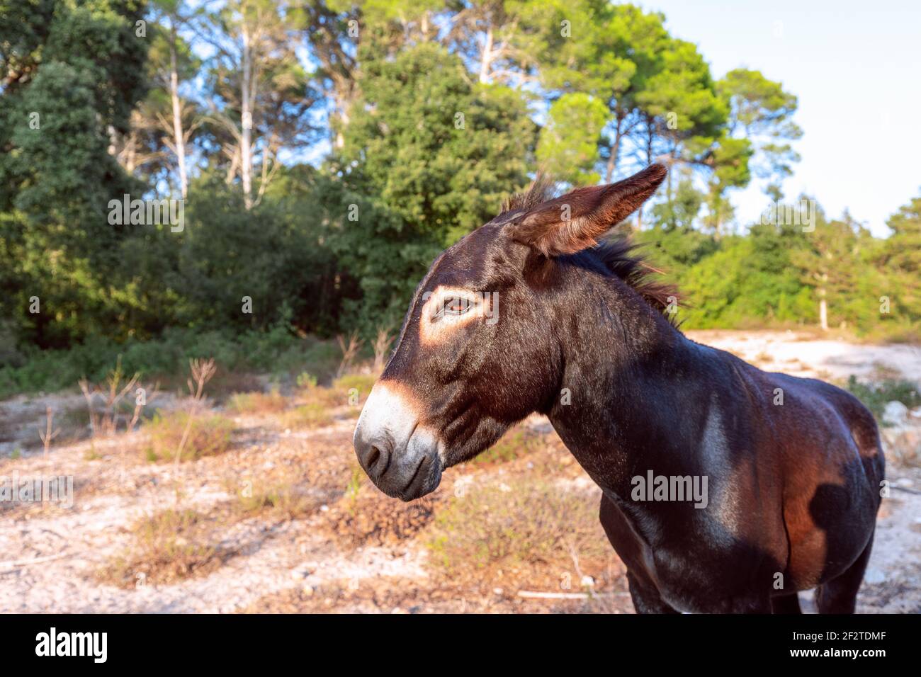 Portrait eines niedlichen jungen Esels. Eselkopf. Menorca, Balearen, Spanien Stockfoto