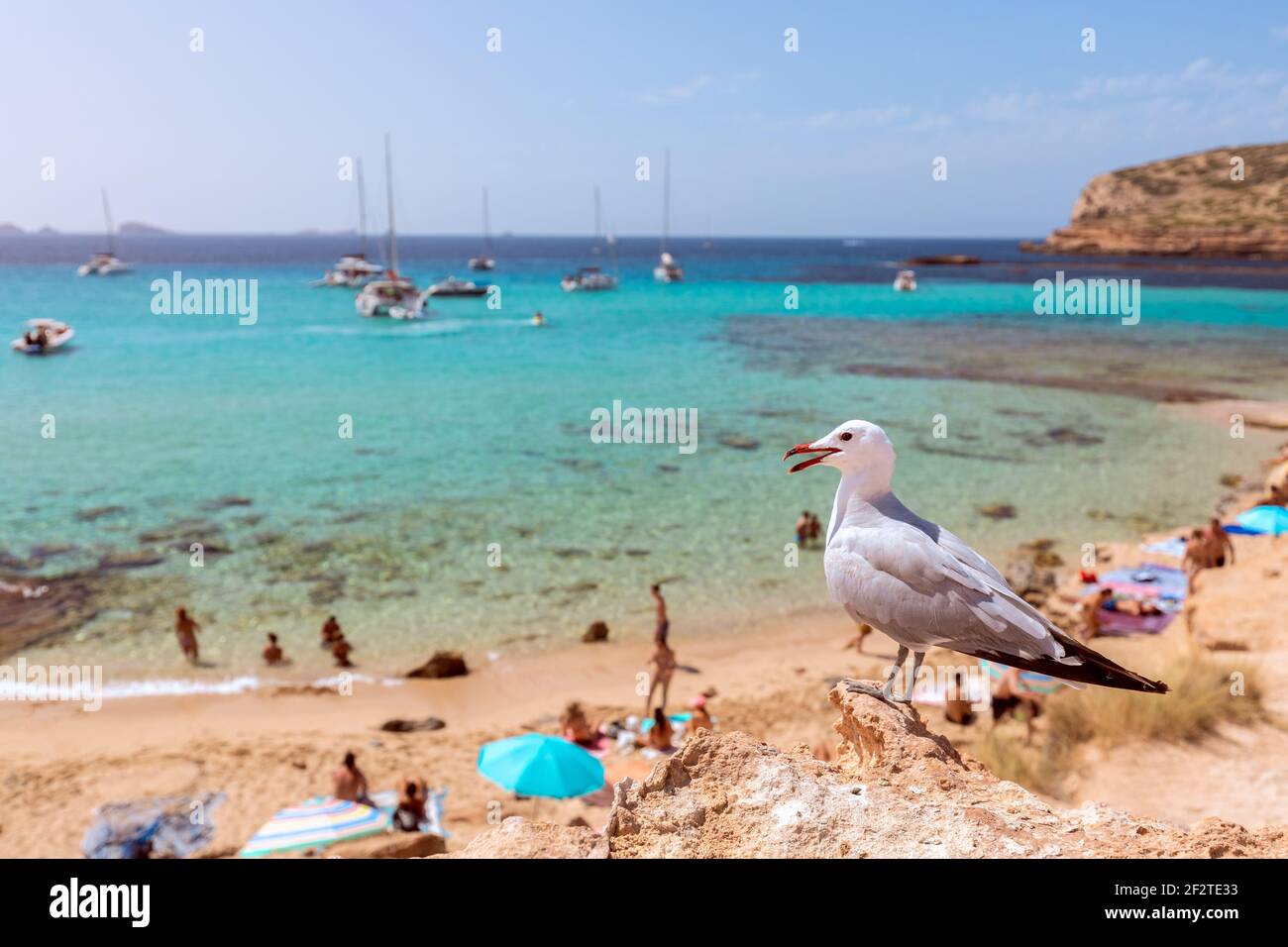 Meeresmöwe am Strand Cala Escondida. Cala Comte, Ibiza, Balearen. Spanien Stockfoto