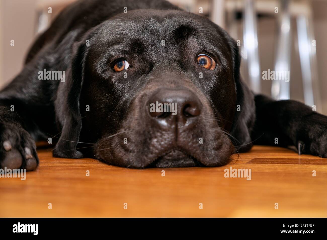 Ein schwarzer Labrador Retriever legt sein Kinn auf einen Holzboden in Italien, schaut mit bernsteinfarbenen Augen nach oben in einem nahen, frontal ausgerichteten Heimporträt. Stockfoto