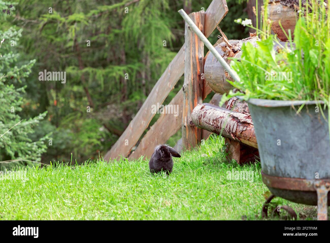 Schwarzes Kaninchen im Hof. Dorfszene. Lopohrkaninchen Stockfoto