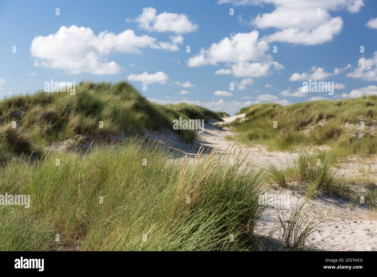 Küstenlandschaft auf der dänischen Insel Fanö Stockfoto