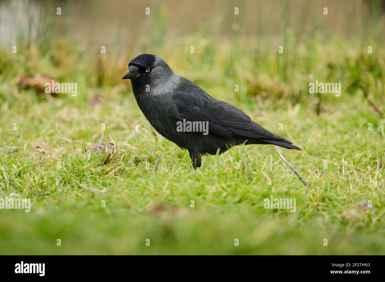 Single Jackdaw auf der Suche nach Nahrung auf Gras. Stockfoto