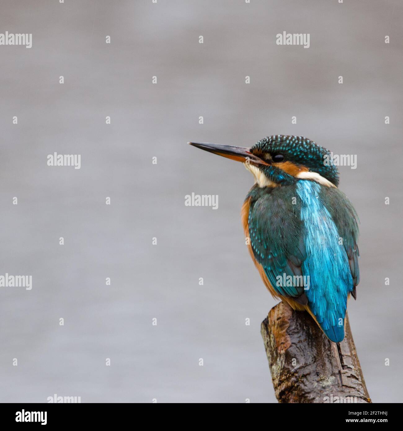 Eisvogel auf Zweig. Quadratisches Bild. Stockfoto