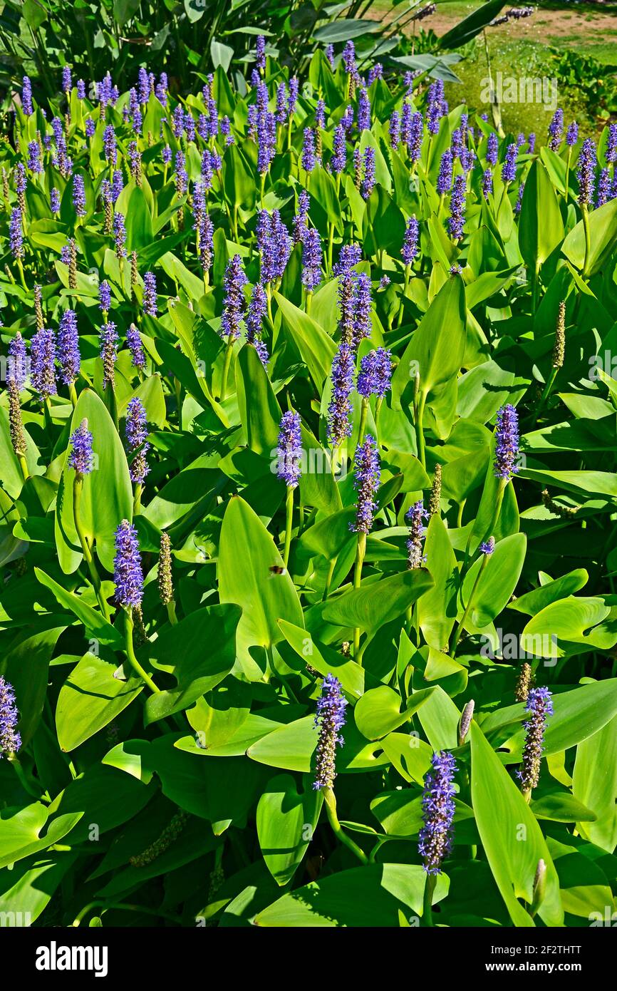 Pontederia cordata Wasserpflanze blüht auf einem See Stockfoto