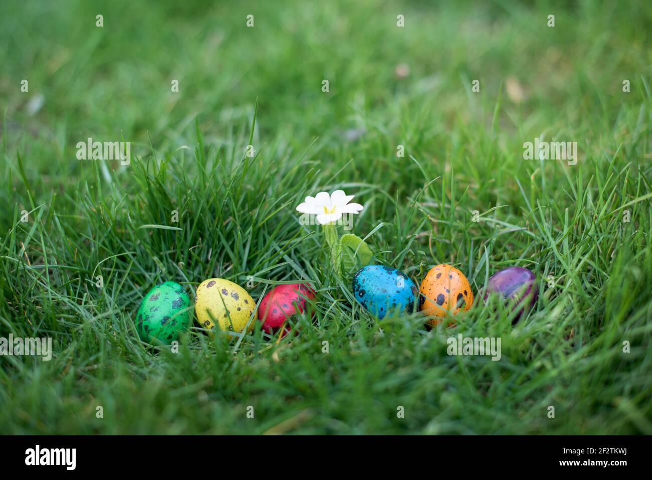 Versteckt im Gras Ostereier, die in verschiedenen Farben bemalt sind Stockfoto