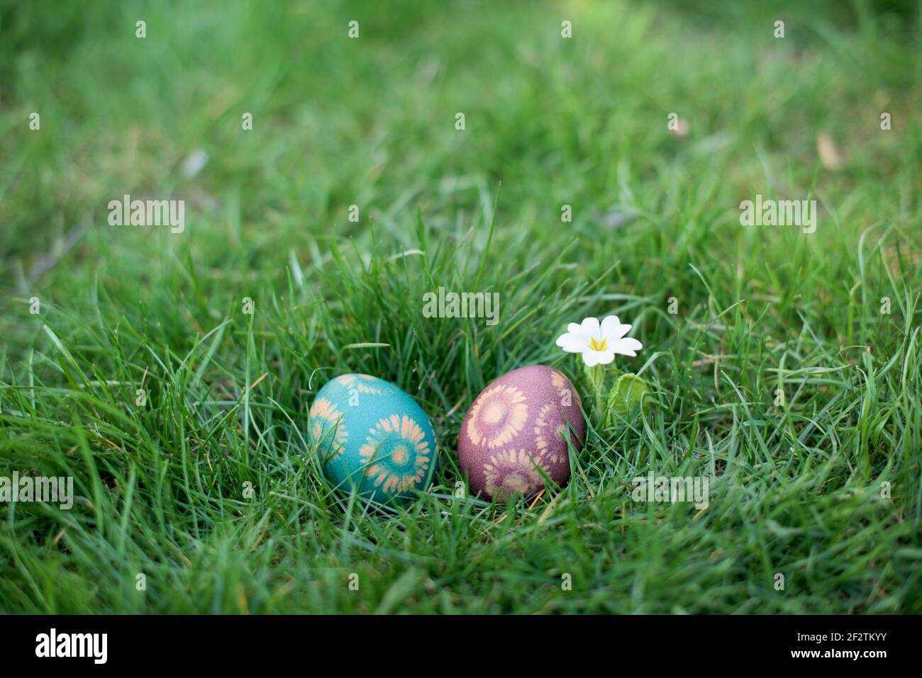Versteckt im Gras Ostereier, die in verschiedenen Farben bemalt sind Stockfoto