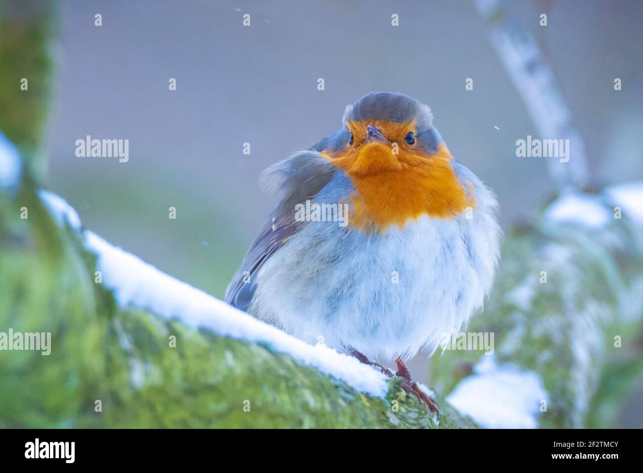 Europäischer Rotkehlchen Erithacus rubecula Futter im Schnee, schöne kalte Winter Einstellung Stockfoto