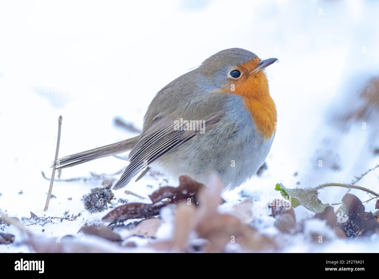 Europäischer Rotkehlchen Erithacus rubecula Futter im Schnee, schöne kalte Winter Einstellung Stockfoto