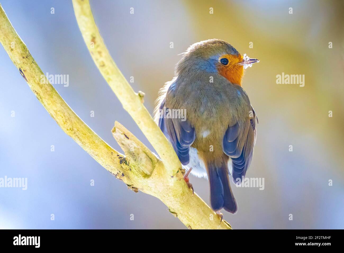 Nahaufnahme eines europäischen Rotkehlchen Erithacus rubecula, der im Schnee auf Nahrungssuche ist Während der Wintersaison Stockfoto