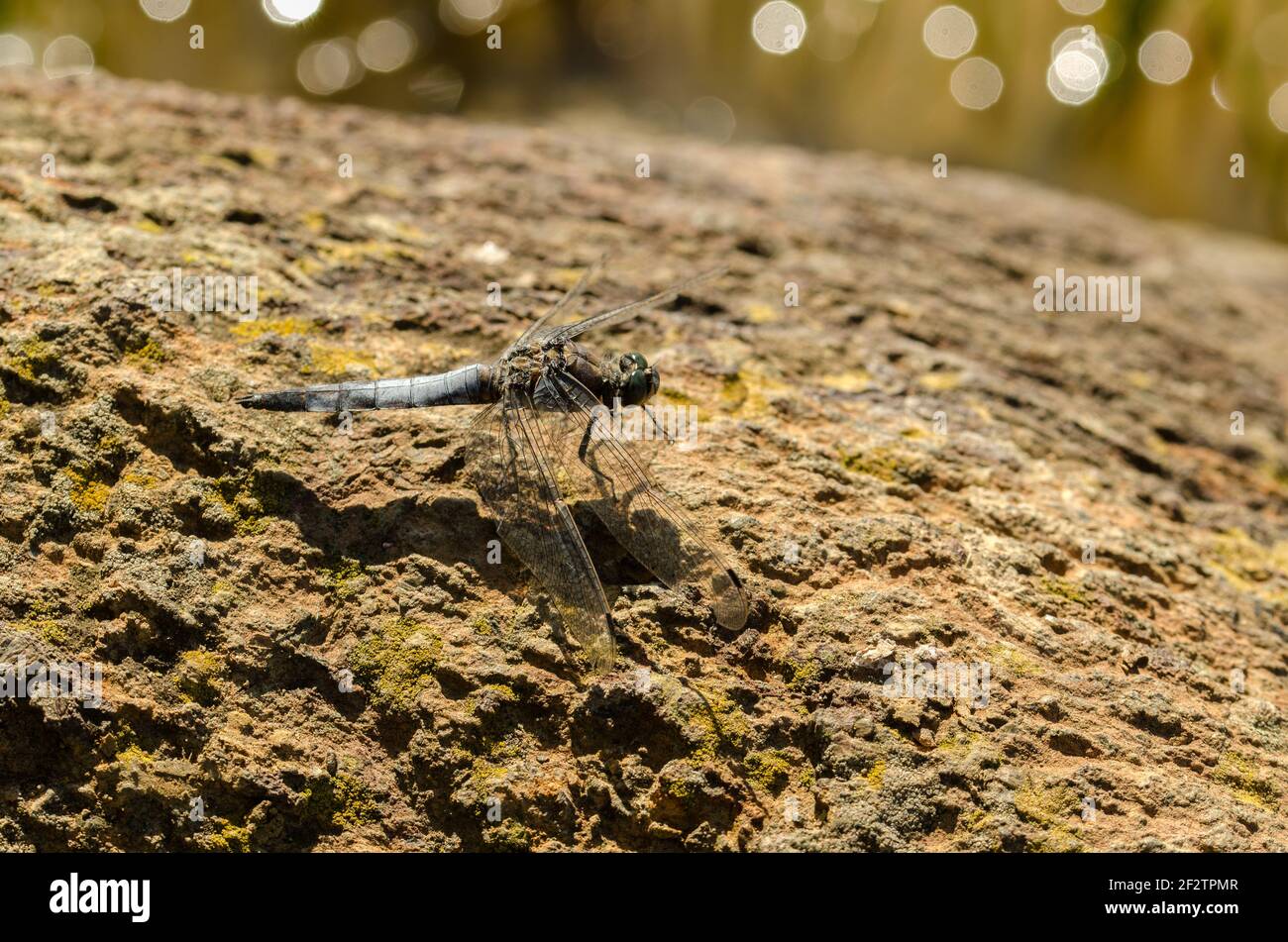 Skimmer Mit Schwarzem Schwanz Stockfoto