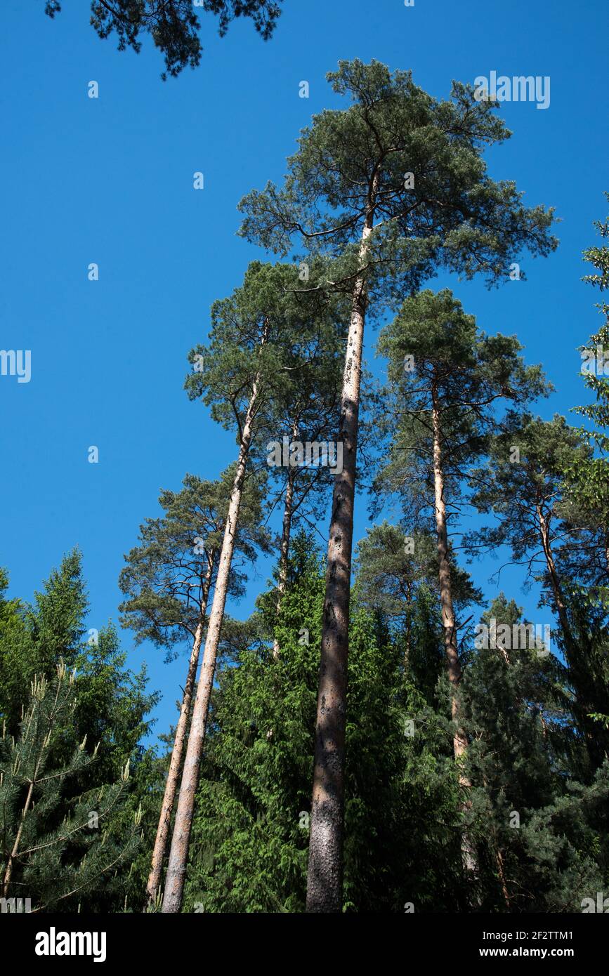 Schotten Kiefernwald sind sehr häufig als kommerzielle Forets in Nordostdeutschland. Stockfoto