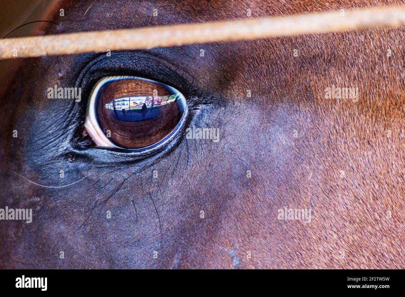 Anhänger spiegeln sich im Auge eines Pferdes (Equus ferus caballus) auf der NC Mountain State Fair in Fletcher, nahe Asheville, NC, USA Stockfoto