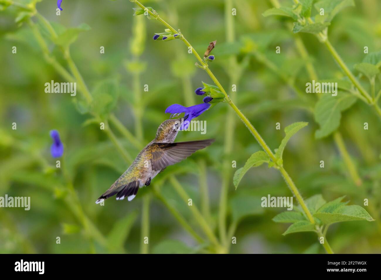 01162-15909 Rubinkehliger Kolibri (Archilochus colubris) bei Blue Ensign Salvia (Salvia Guaranitica ' Blue Ensign') Marion Co. IL Stockfoto